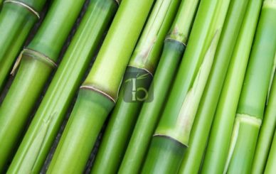 Los beneficios ambientales del uso del Bambú
