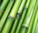 Los beneficios ambientales del uso del Bambú