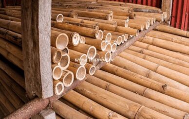 proceso de preservación del bambú caña Guayaquil