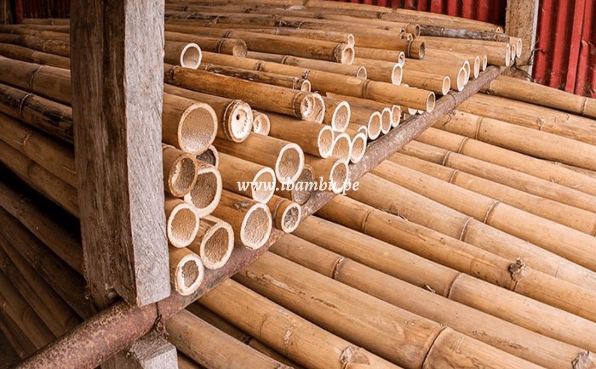 proceso de preservación del bambú caña Guayaquil