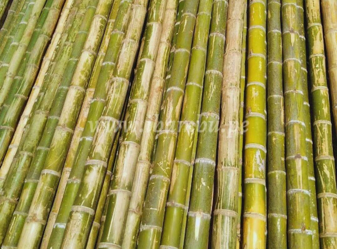 Cañas Guayaquil | Ibambu.pe Cañas Guayaquil | Ibambu.pe